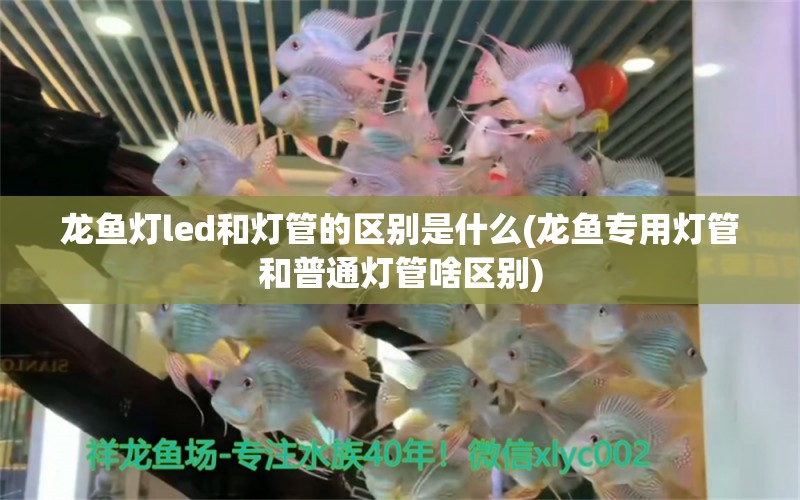 龍魚(yú)燈led和燈管的區(qū)別是什么(龍魚(yú)專(zhuān)用燈管和普通燈管啥區(qū)別)