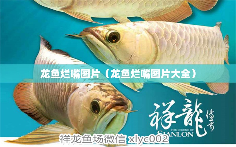 龍魚爛嘴圖片（龍魚爛嘴圖片大全）