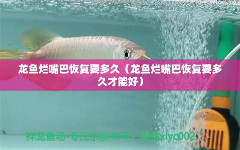 龍魚(yú)爛嘴巴恢復(fù)要多久（龍魚(yú)爛嘴巴恢復(fù)要多久才能好） 廣州龍魚(yú)批發(fā)市場(chǎng)