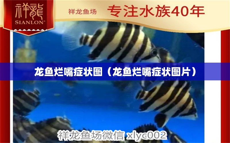 龍魚爛嘴癥狀圖（龍魚爛嘴癥狀圖片） 祥龍水族醫(yī)院