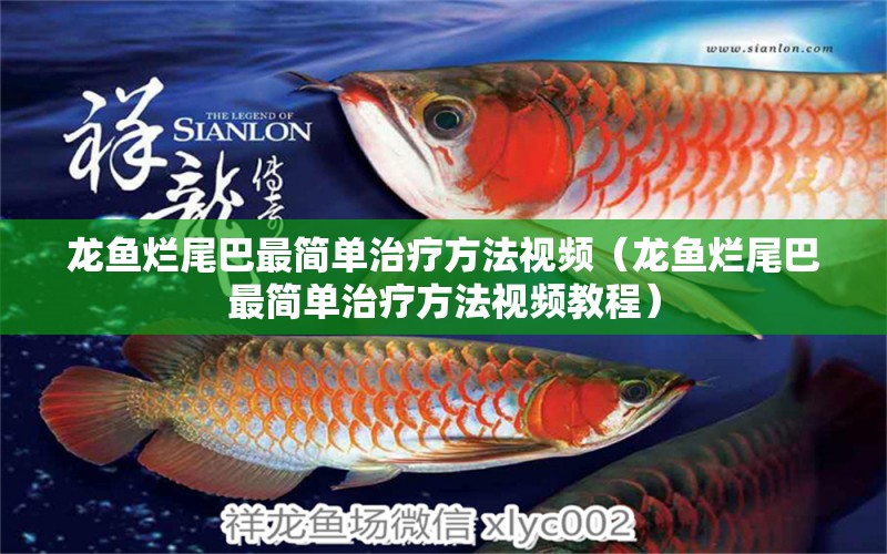 龍魚爛尾巴最簡(jiǎn)單治療方法視頻（龍魚爛尾巴最簡(jiǎn)單治療方法視頻教程） 廣州龍魚批發(fā)市場(chǎng) 第1張