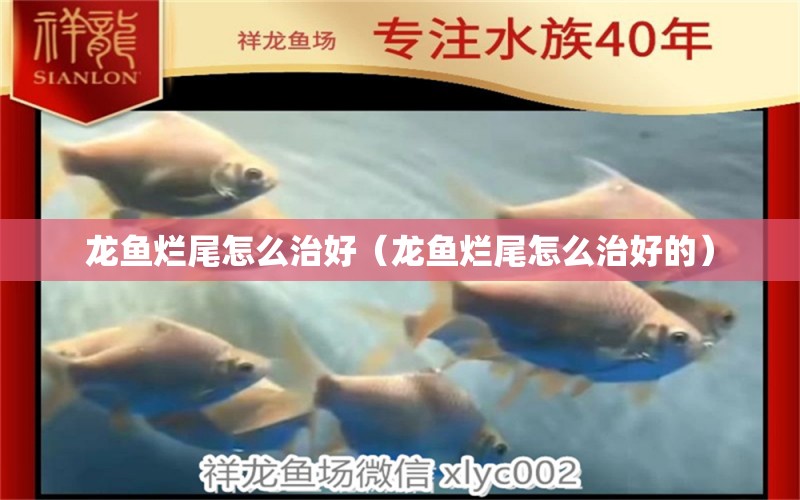 龍魚爛尾怎么治好（龍魚爛尾怎么治好的）