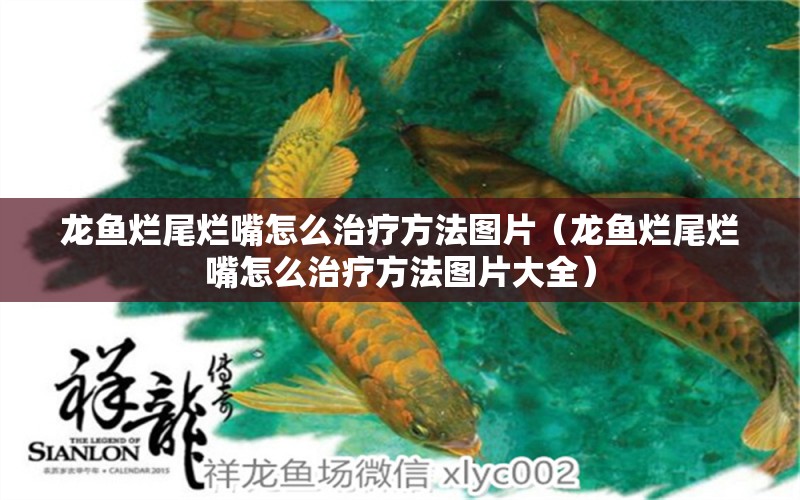 龍魚爛尾爛嘴怎么治療方法圖片（龍魚爛尾爛嘴怎么治療方法圖片大全）