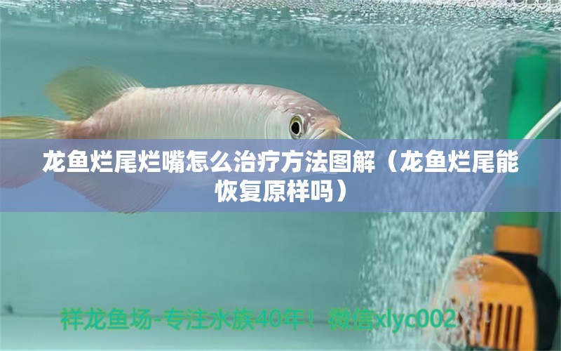 龍魚爛尾爛嘴怎么治療方法圖解（龍魚爛尾能恢復(fù)原樣嗎）