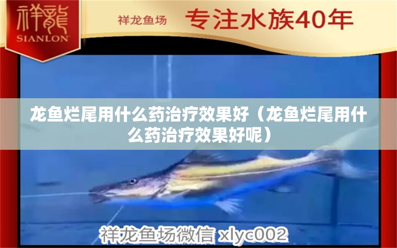 龍魚爛尾用什么藥治療效果好（龍魚爛尾用什么藥治療效果好呢）