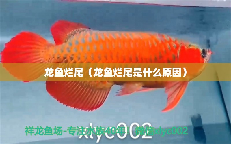 龍魚(yú)爛尾（龍魚(yú)爛尾是什么原因） 廣州龍魚(yú)批發(fā)市場(chǎng)