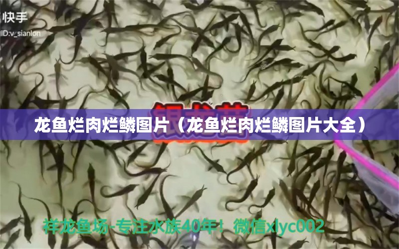 龍魚爛肉爛鱗圖片（龍魚爛肉爛鱗圖片大全）