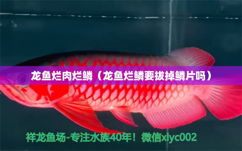 龍魚爛肉爛鱗（龍魚爛鱗要拔掉鱗片嗎）