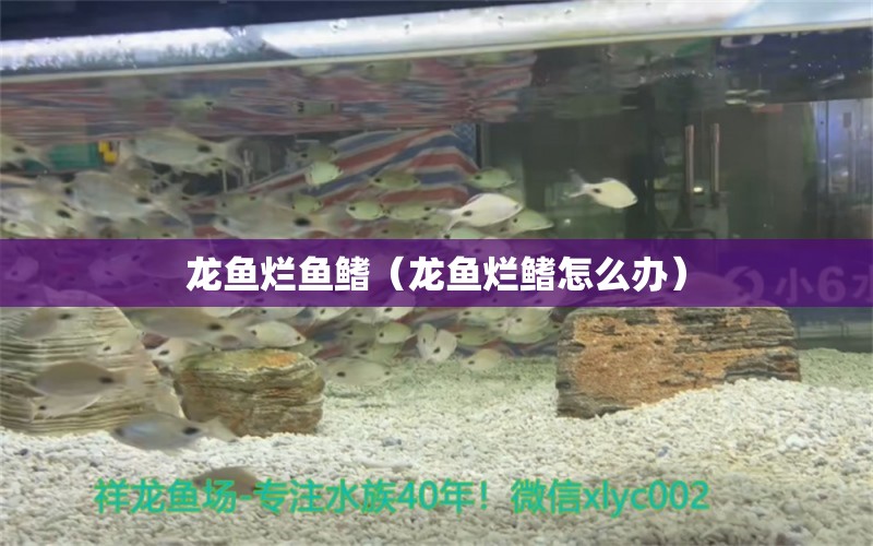 龍魚爛魚鰭（龍魚爛鰭怎么辦）