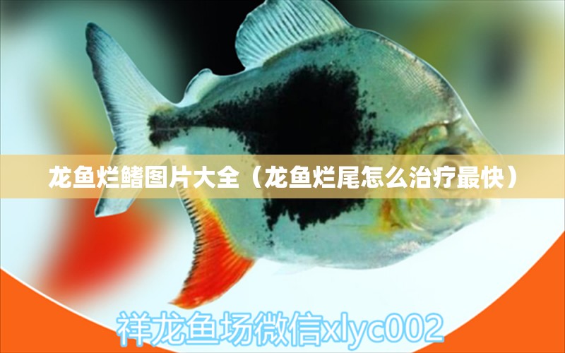 龍魚爛鰭圖片大全（龍魚爛尾怎么治療最快）