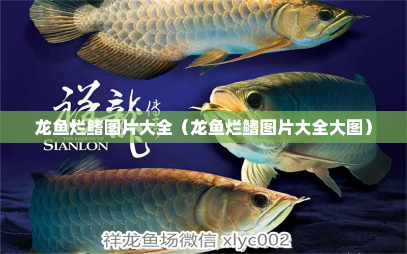 龍魚(yú)爛鰭圖片大全（龍魚(yú)爛鰭圖片大全大圖） 廣州龍魚(yú)批發(fā)市場(chǎng)