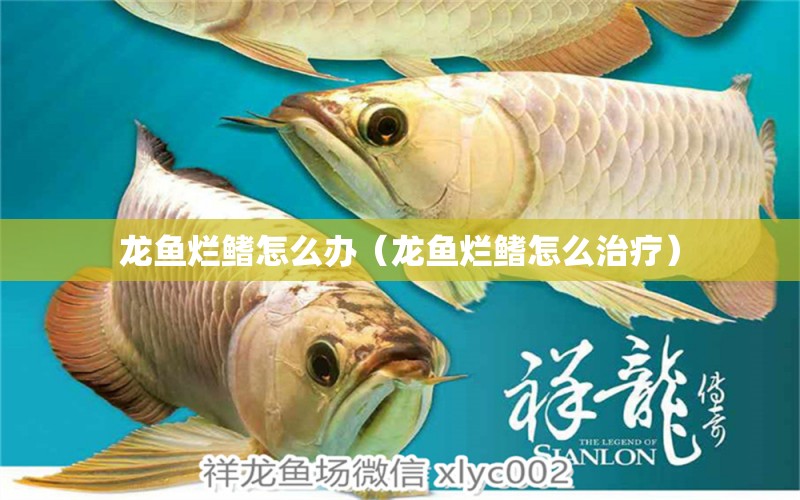 龍魚爛鰭怎么辦（龍魚爛鰭怎么治療）