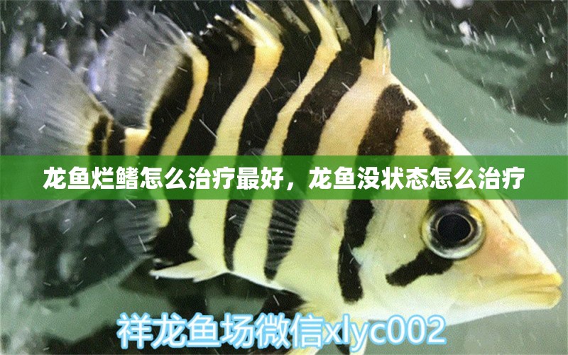 龍魚爛鰭怎么治療最好，龍魚沒狀態(tài)怎么治療 養(yǎng)魚知識 第1張