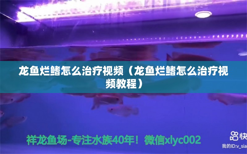 龍魚爛鰭怎么治療視頻（龍魚爛鰭怎么治療視頻教程） 廣州龍魚批發(fā)市場