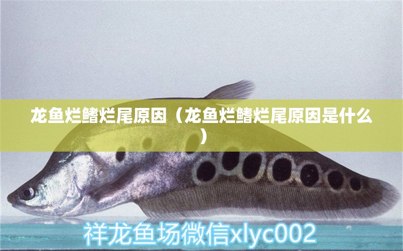 龍魚爛鰭爛尾原因（龍魚爛鰭爛尾原因是什么）