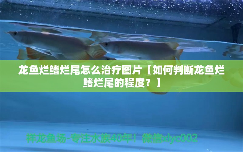 龍魚爛鰭爛尾怎么治療圖片【如何判斷龍魚爛鰭爛尾的程度？】 水族問答 第1張