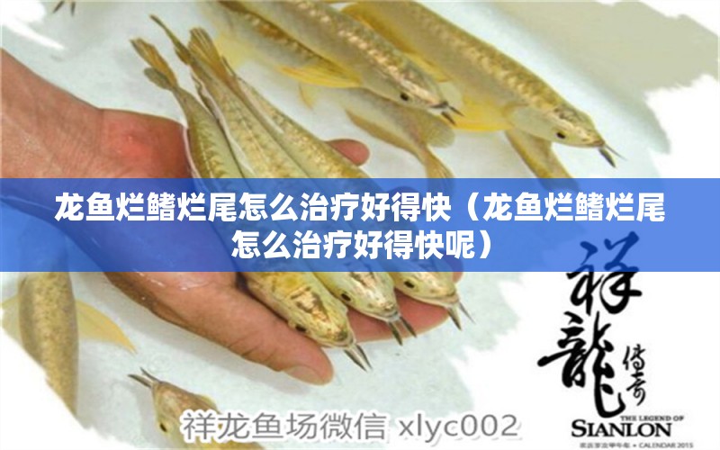 龍魚爛鰭爛尾怎么治療好得快（龍魚爛鰭爛尾怎么治療好得快呢）