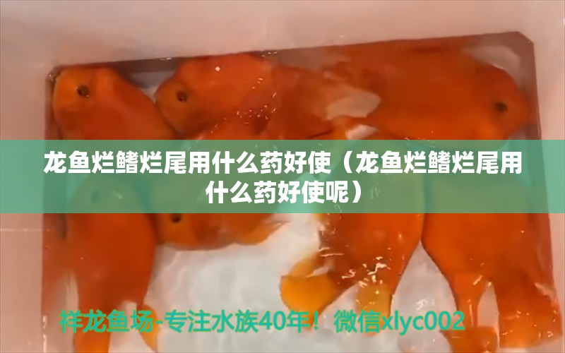 龍魚爛鰭爛尾用什么藥好使（龍魚爛鰭爛尾用什么藥好使呢）