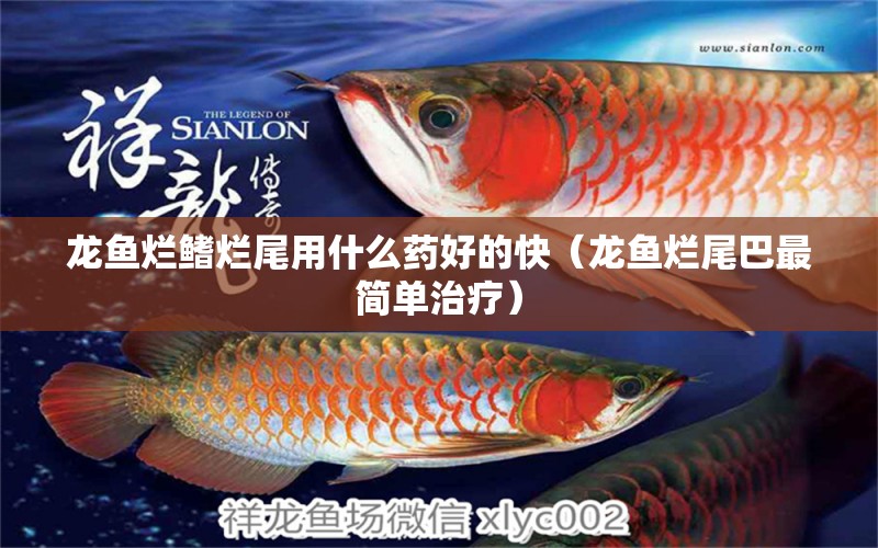 龍魚爛鰭爛尾用什么藥好的快（龍魚爛尾巴最簡單治療）