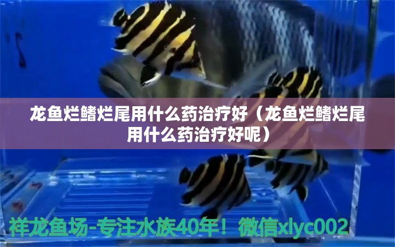 龍魚爛鰭爛尾用什么藥治療好（龍魚爛鰭爛尾用什么藥治療好呢） 廣州龍魚批發(fā)市場(chǎng)