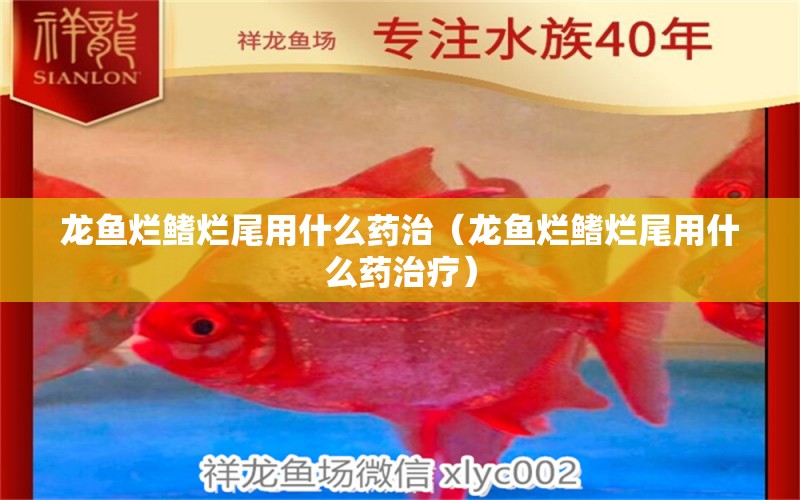 龍魚爛鰭爛尾用什么藥治（龍魚爛鰭爛尾用什么藥治療）