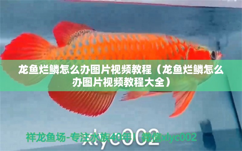 龍魚(yú)爛鱗怎么辦圖片視頻教程（龍魚(yú)爛鱗怎么辦圖片視頻教程大全） 廣州龍魚(yú)批發(fā)市場(chǎng)