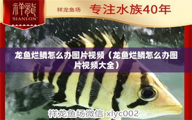 龍魚(yú)爛鱗怎么辦圖片視頻（龍魚(yú)爛鱗怎么辦圖片視頻大全）