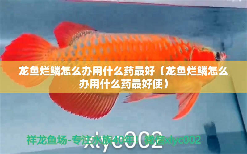 龍魚爛鱗怎么辦用什么藥最好（龍魚爛鱗怎么辦用什么藥最好使）