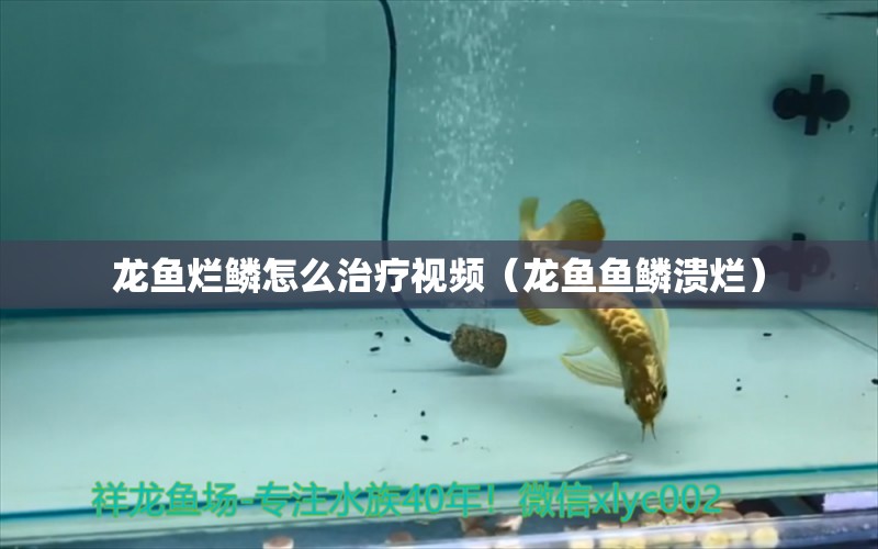 龍魚爛鱗怎么治療視頻（龍魚魚鱗潰爛）