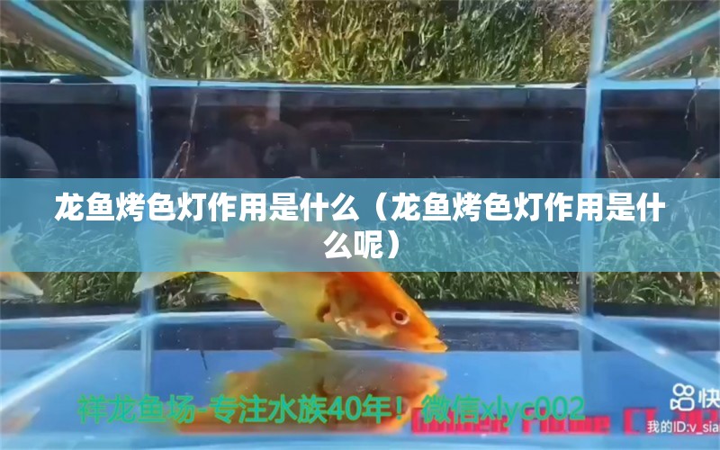 龍魚烤色燈作用是什么（龍魚烤色燈作用是什么呢） 廣州龍魚批發(fā)市場(chǎng)