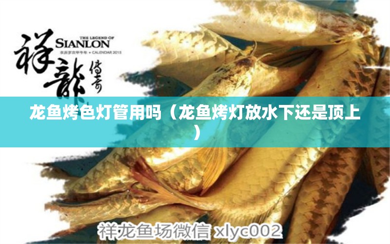 龍魚烤色燈管用嗎（龍魚烤燈放水下還是頂上）