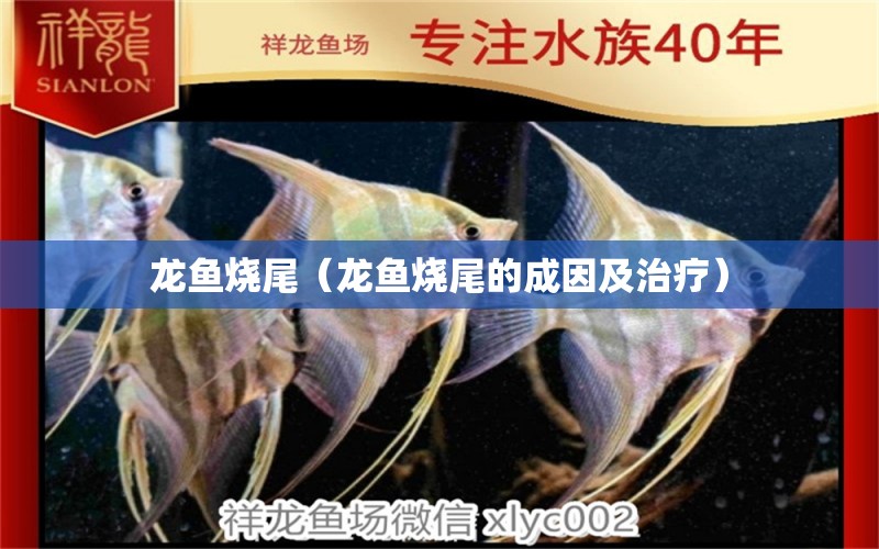 龍魚(yú)燒尾（龍魚(yú)燒尾的成因及治療）