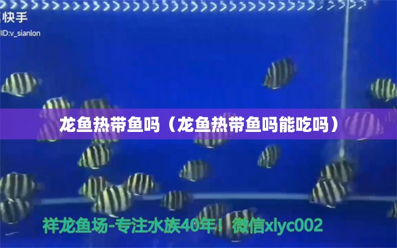 龍魚(yú)熱帶魚(yú)嗎（龍魚(yú)熱帶魚(yú)嗎能吃嗎） 廣州龍魚(yú)批發(fā)市場(chǎng)