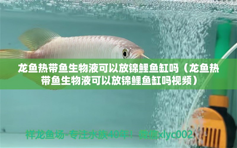 龍魚熱帶魚生物液可以放錦鯉魚缸嗎（龍魚熱帶魚生物液可以放錦鯉魚缸嗎視頻） 廣州龍魚批發(fā)市場