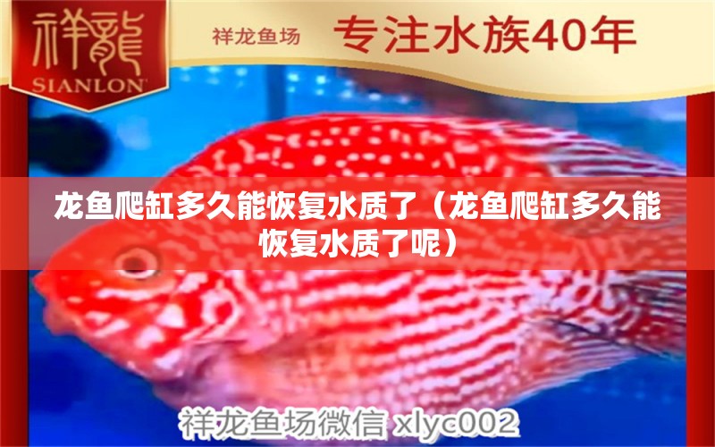 龍魚爬缸多久能恢復(fù)水質(zhì)了（龍魚爬缸多久能恢復(fù)水質(zhì)了呢）