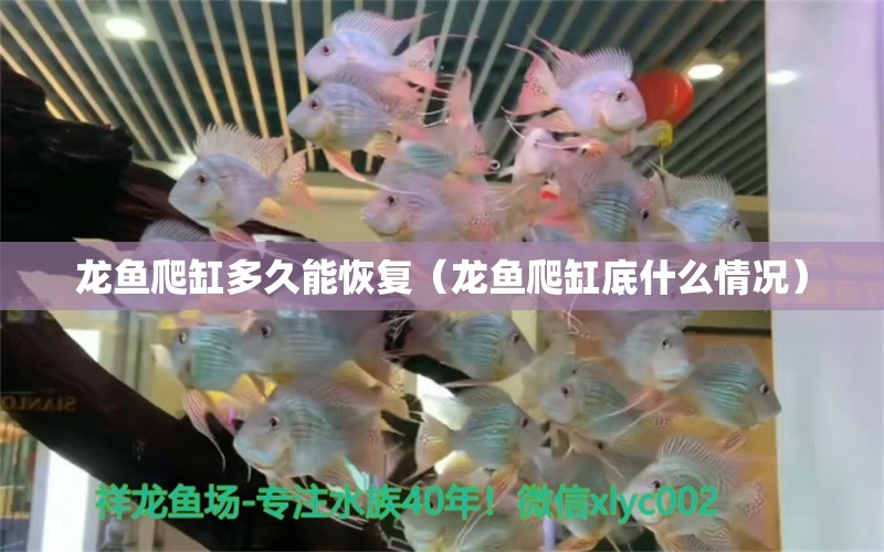 龍魚(yú)爬缸多久能恢復(fù)（龍魚(yú)爬缸底什么情況）