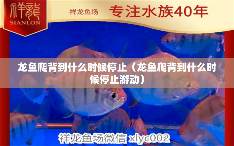 龍魚爬背到什么時(shí)候停止（龍魚爬背到什么時(shí)候停止游動(dòng)）