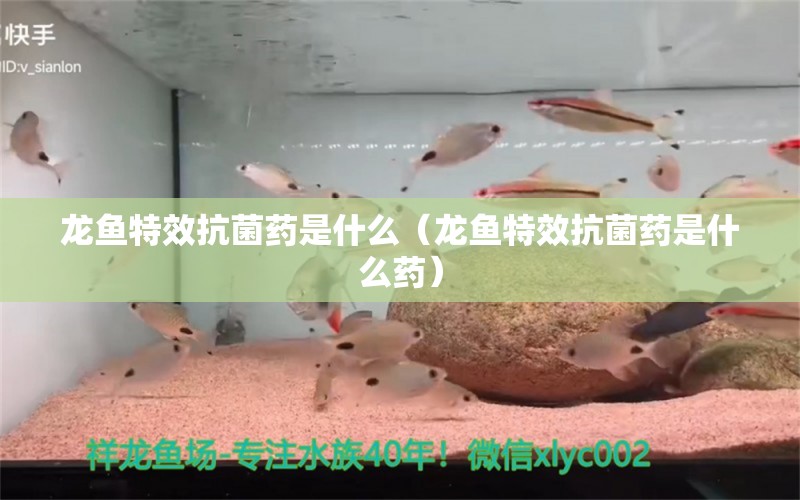 龍魚特效抗菌藥是什么（龍魚特效抗菌藥是什么藥）