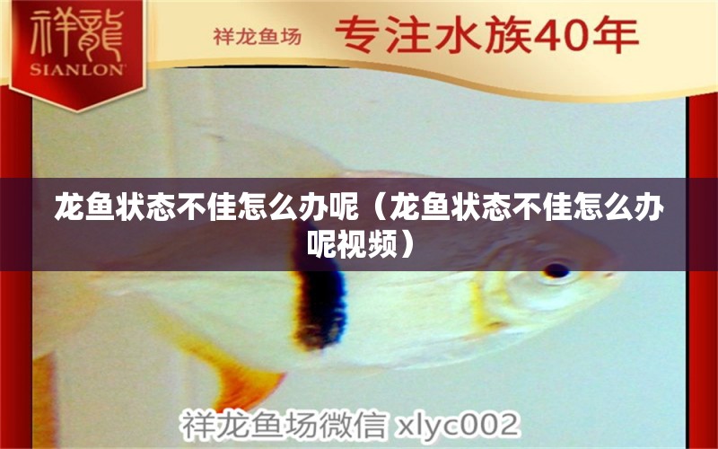 龍魚狀態(tài)不佳怎么辦呢（龍魚狀態(tài)不佳怎么辦呢視頻）