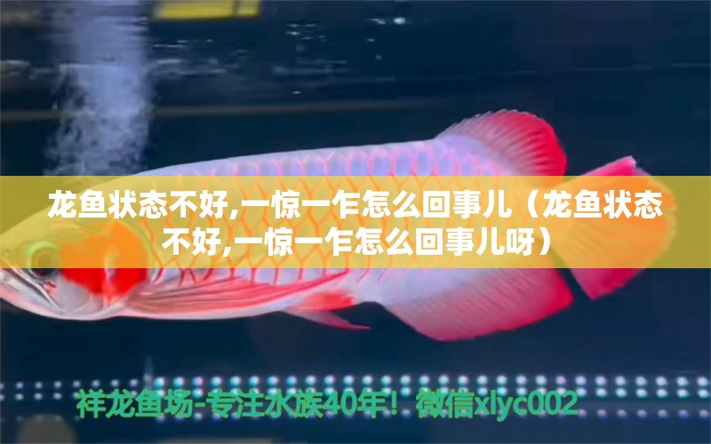 龍魚狀態(tài)不好,一驚一乍怎么回事兒（龍魚狀態(tài)不好,一驚一乍怎么回事兒呀）