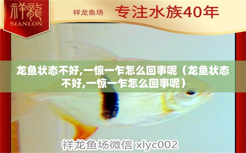 龍魚狀態(tài)不好,一驚一乍怎么回事呢（龍魚狀態(tài)不好,一驚一乍怎么回事呢） 龍魚疾病與治療