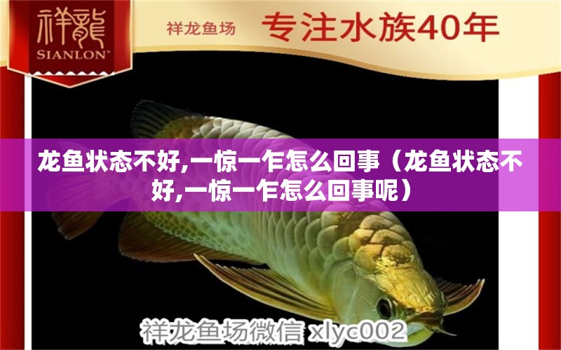 龍魚狀態(tài)不好,一驚一乍怎么回事（龍魚狀態(tài)不好,一驚一乍怎么回事呢）