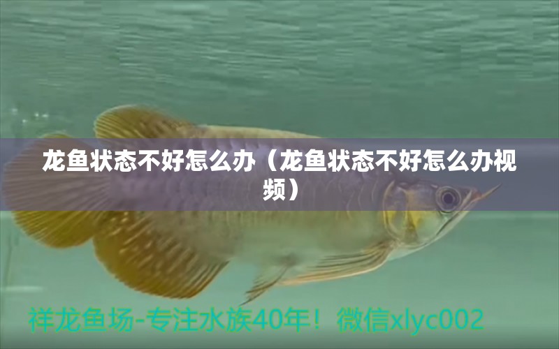 龍魚狀態(tài)不好怎么辦（龍魚狀態(tài)不好怎么辦視頻） 龍魚疾病與治療