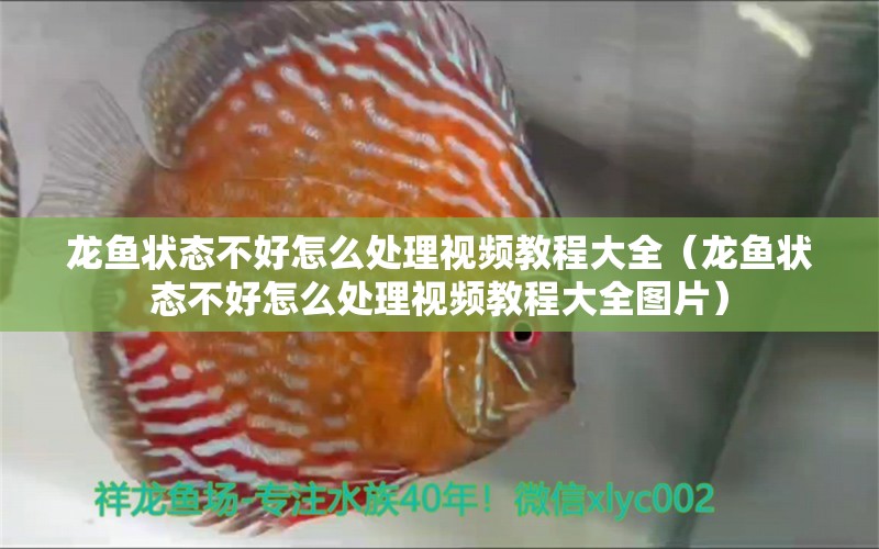 龍魚(yú)狀態(tài)不好怎么處理視頻教程大全（龍魚(yú)狀態(tài)不好怎么處理視頻教程大全圖片）