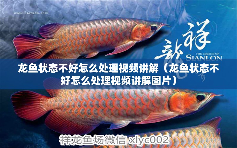 龍魚(yú)狀態(tài)不好怎么處理視頻講解（龍魚(yú)狀態(tài)不好怎么處理視頻講解圖片） 龍魚(yú)疾病與治療