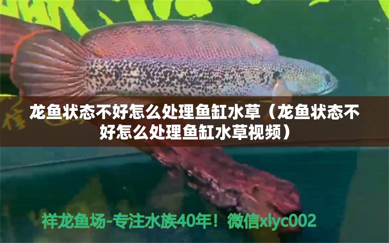 龍魚狀態(tài)不好怎么處理魚缸水草（龍魚狀態(tài)不好怎么處理魚缸水草視頻） 水草