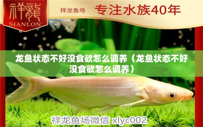 龍魚狀態(tài)不好沒食欲怎么調(diào)養(yǎng)（龍魚狀態(tài)不好沒食欲怎么調(diào)養(yǎng)）