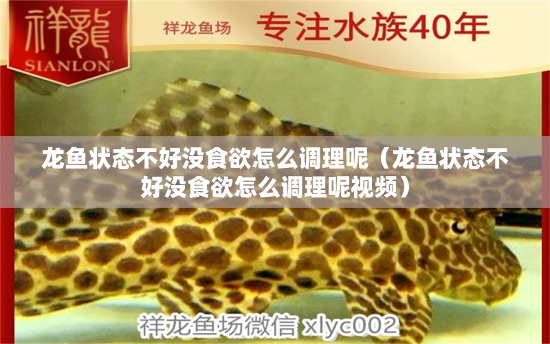 龍魚(yú)狀態(tài)不好沒(méi)食欲怎么調(diào)理呢（龍魚(yú)狀態(tài)不好沒(méi)食欲怎么調(diào)理呢視頻）