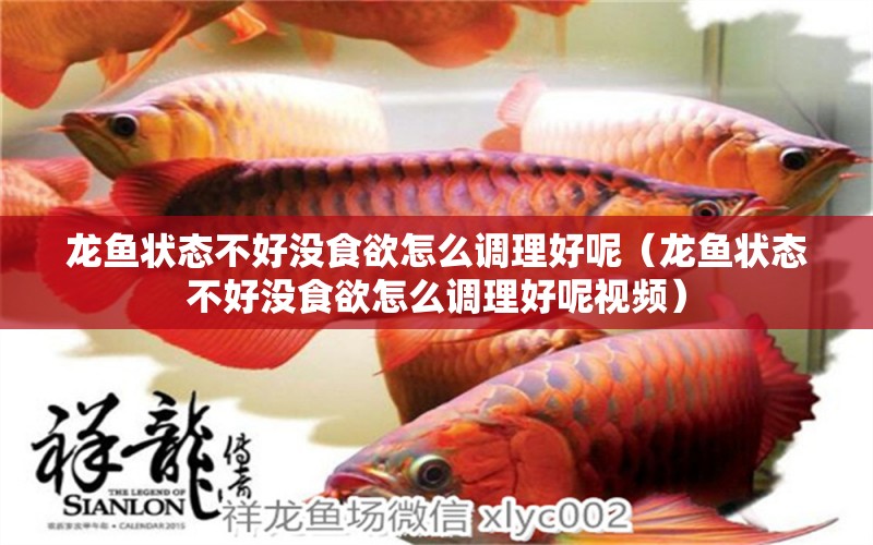 龍魚(yú)狀態(tài)不好沒(méi)食欲怎么調(diào)理好呢（龍魚(yú)狀態(tài)不好沒(méi)食欲怎么調(diào)理好呢視頻）