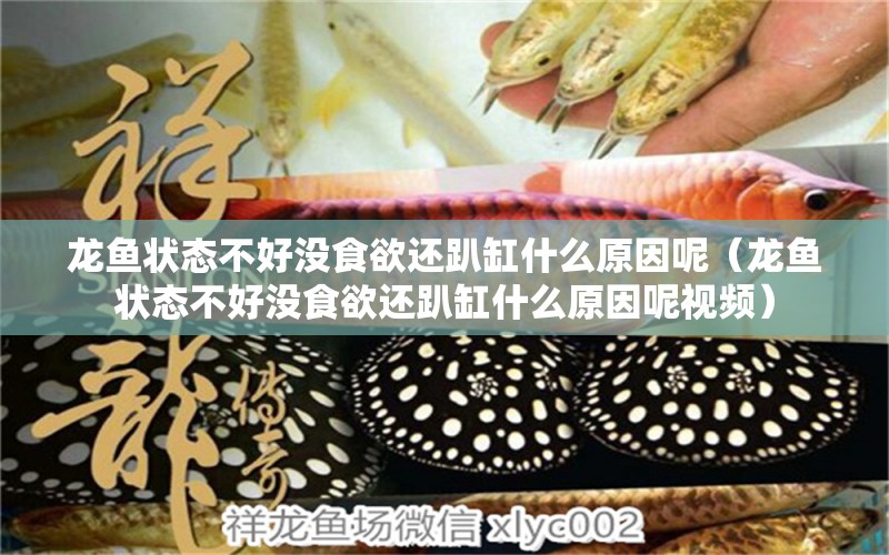 龍魚狀態(tài)不好沒食欲還趴缸什么原因呢（龍魚狀態(tài)不好沒食欲還趴缸什么原因呢視頻）